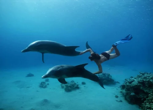 Wycieczka do Dolphin House